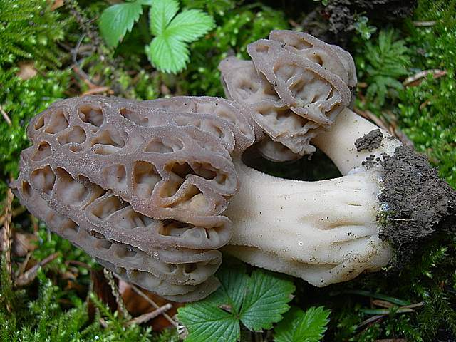 Le prime specie primaverili